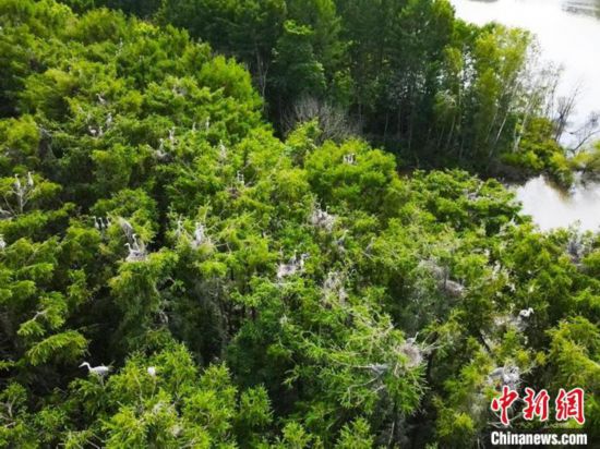 “鹭岛”为家：苍鹭的东北安家之旅