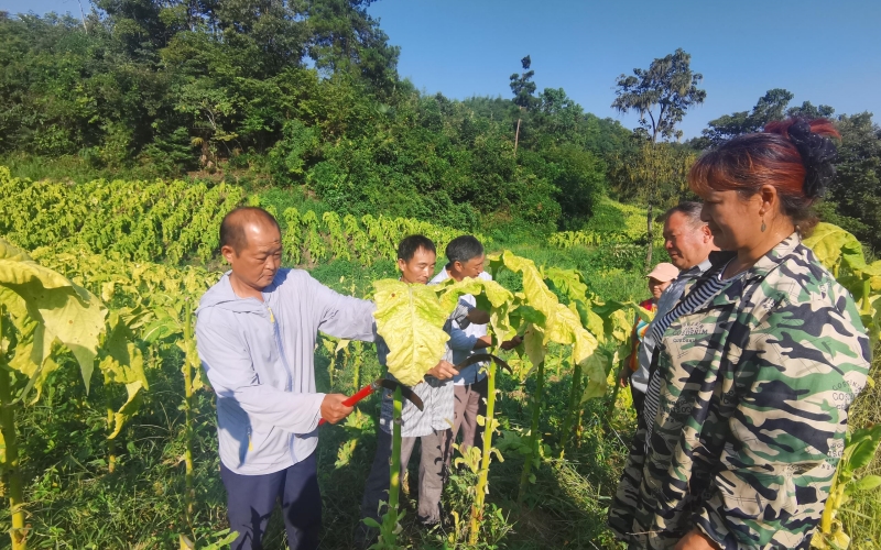 技术员向烟农降解带茎采烤技术要领。