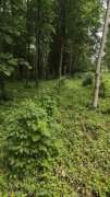 [field:title/]