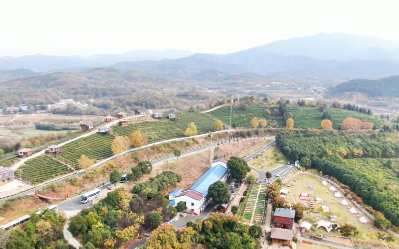 茶叶基地