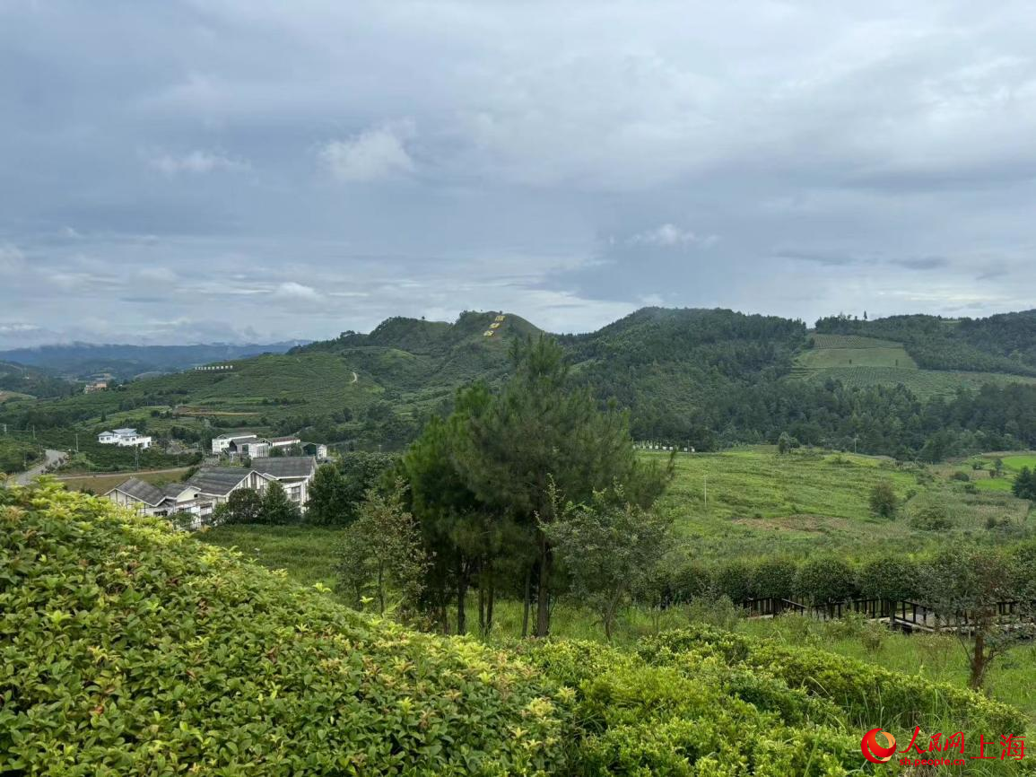 麻江蓝莓种植基地。人民网记者 董志雯