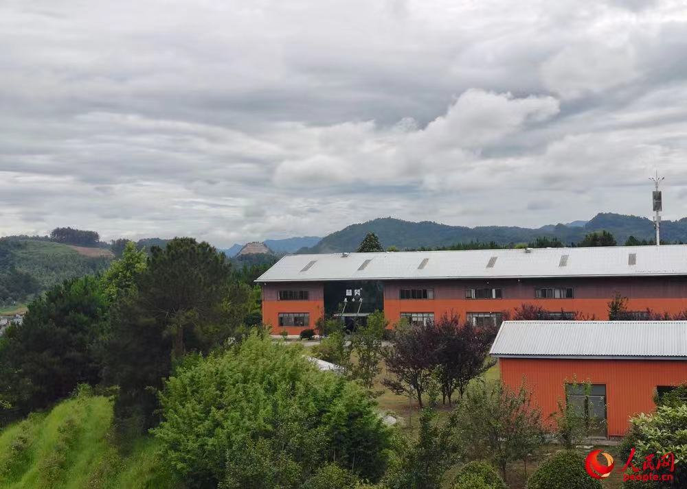 麻江蓝莓种植基地。人民网记者 董志雯