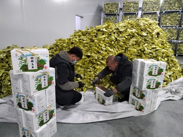 工人们将鲜食玉米装箱。