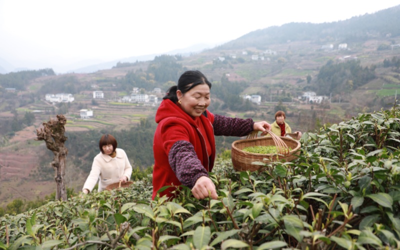 茶农们采摘今年第一茬茶叶春芽