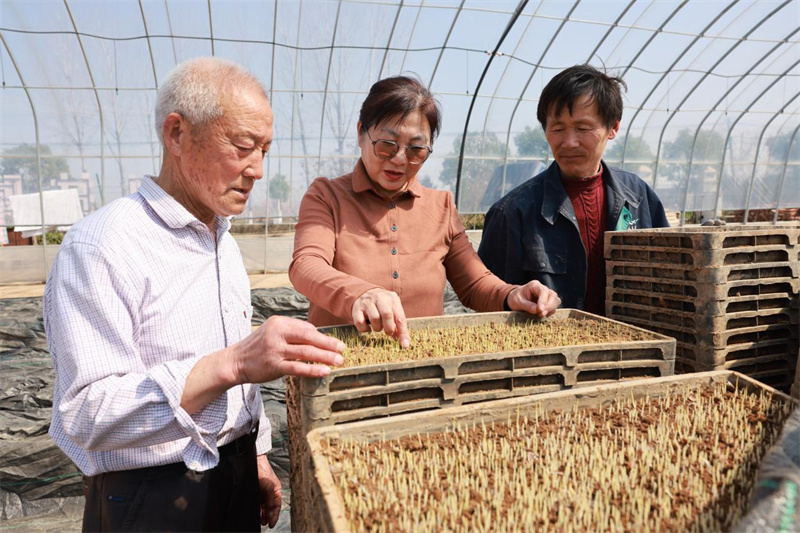 张幼萍与员工在湖北百盛农业科技有限公司育秧大棚里察看秧苗长势
