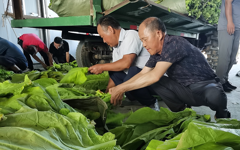 烟技员指导烟农分选鲜烟叶。