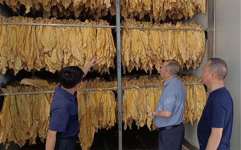 太平镇烘烤烟叶。