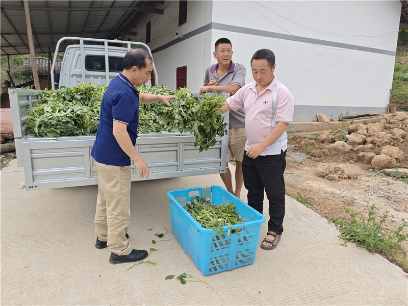 烟叶技术员为烟农运送红薯苗