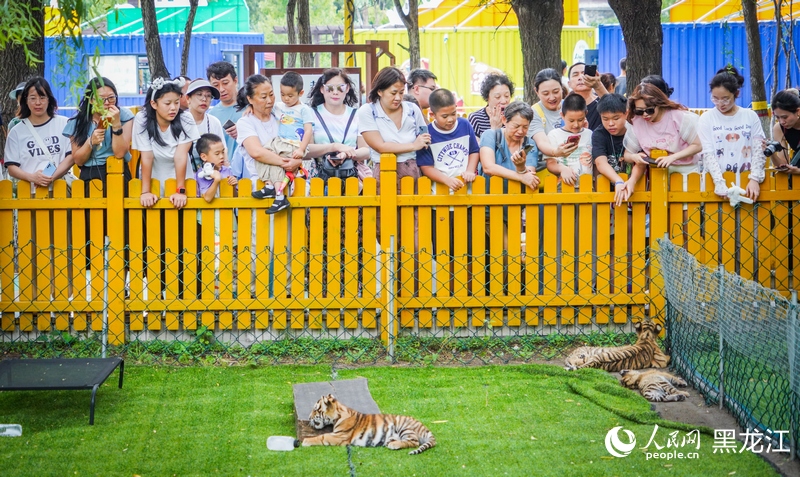小老虎可爱的模样吸引了众多游客围观。人民网记者 苏靖刚摄