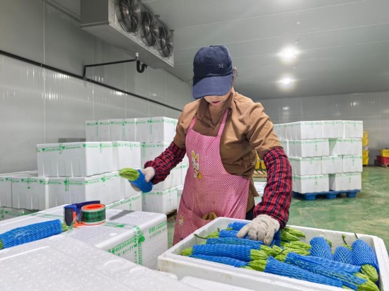鍦ㄥ畞澶忓叴鑰樼敯鐜颁唬鍐滀笟寮鍙戞湁闄愬叕鍙稿喎搴撲腑锛屽伐浜烘ｅ湪灏佽呰敩鑿溿傛柊鍗庣ぞ璁拌 椹鎬濆槈 鎽