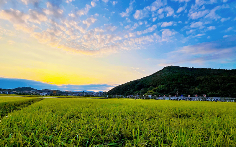产业园稻田实景。师立林摄