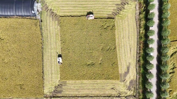 绥化市庆安县130万亩水稻利用现代化农机开镰收割。庆安县委宣传部供图