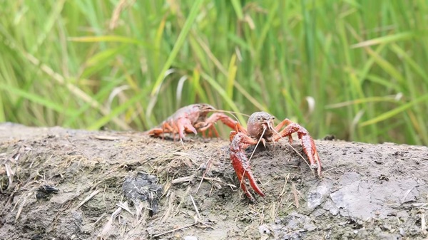 红色小龙虾在水稻生态养殖示范田里悠哉悠哉地穿行。北大荒农业股份江滨分公司供图