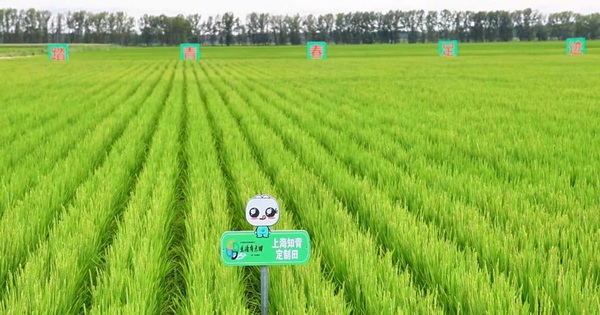 北大荒农业股份江滨分公司科技园区水稻生态养殖示范田。北大荒农业股份江滨分公司供图