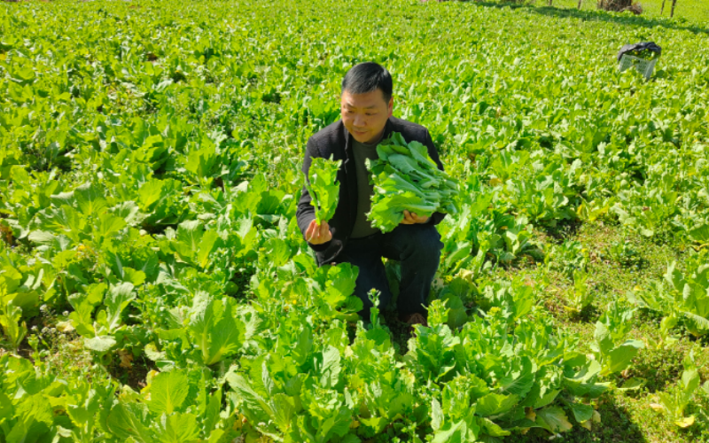 绿肥翻压前，收获菜薹。